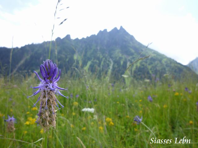 山小屋（マイセス）へ_e0088895_2221998.jpg