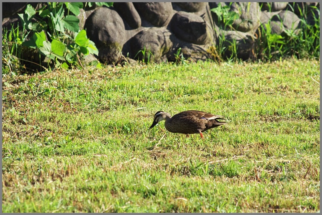 2011年7月13日　SIGMA 50-200mm_a0060403_21583395.jpg