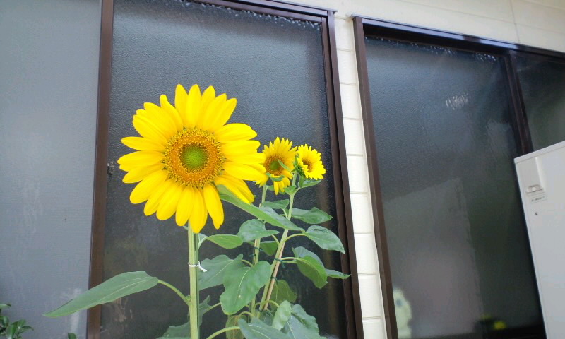d0093903_7575077.jpg