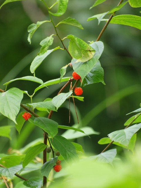 e0074308_21443261.jpg
