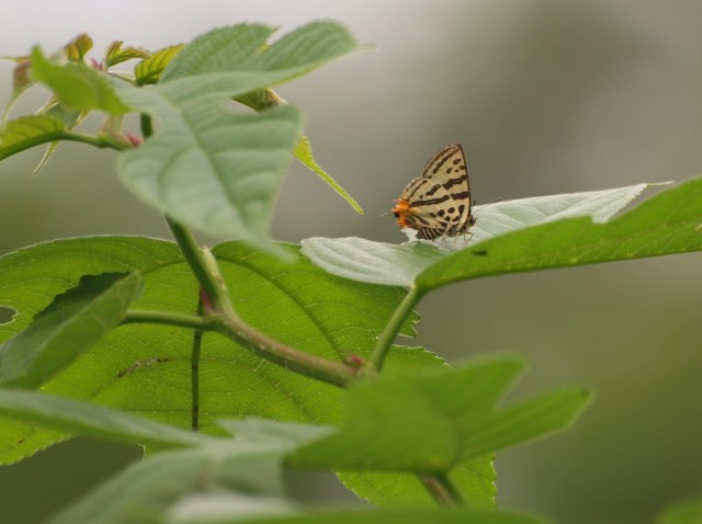 e0074308_2235133.jpg