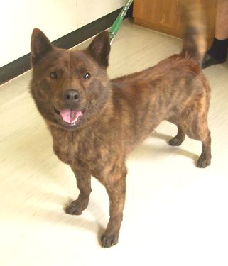 天然記念物 日本犬 甲斐犬 Happy Every Day