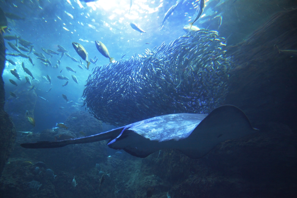 新江ノ島水族館 01_d0193615_23544719.jpg