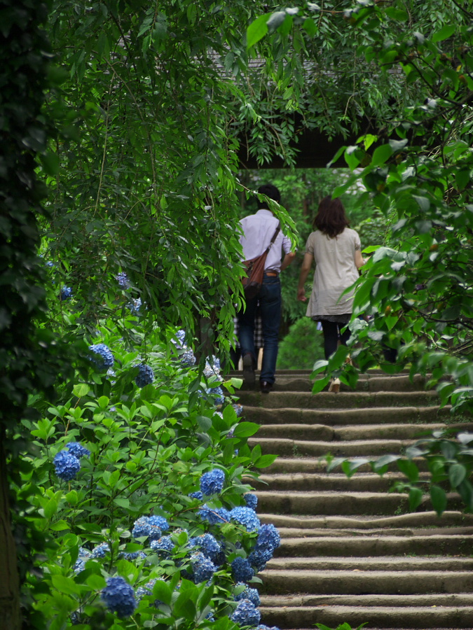 鎌倉紫陽花～明月院～(2)_c0153616_743984.jpg