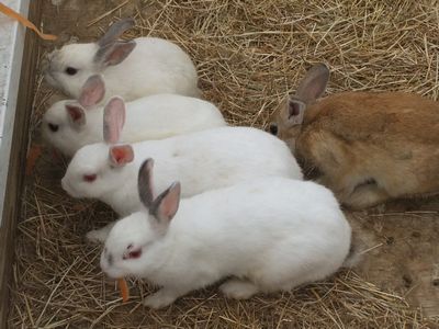 ミニ動物園の動物たち！_f0178416_932938.jpg