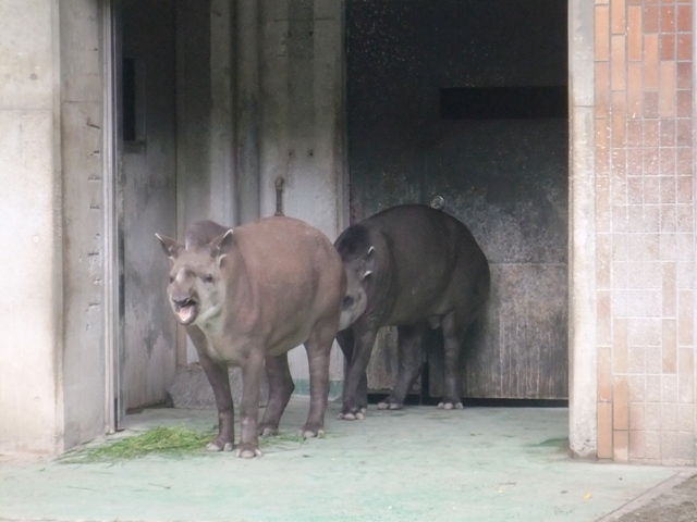 上野動物園　～その3～_d0179117_2381546.jpg