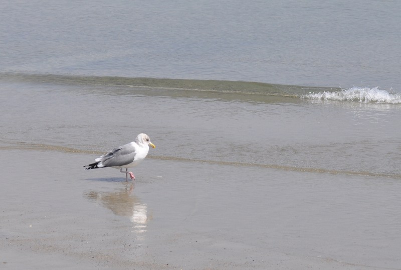 セグロカモメ、ホイグリンカモメ_f0181821_1712228.jpg