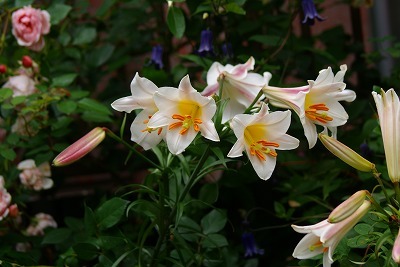 f0170524_14141119.jpg