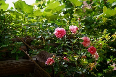 f0170524_1422929.jpg