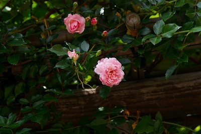 f0170524_1423896.jpg