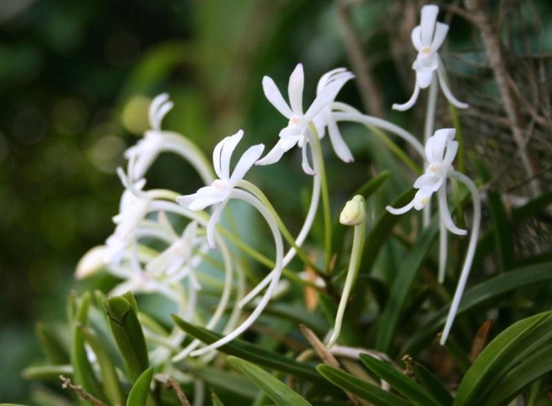 フウラン のどかに