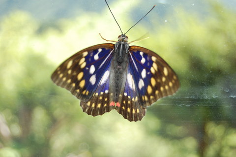 オオムラサキ（蝶） : 信州かくれ里 伊那山荘
