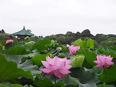 日々ヘベ日記／飯田橋の角打ちといつもの日曜野方酒！_b0019140_1251321.jpg