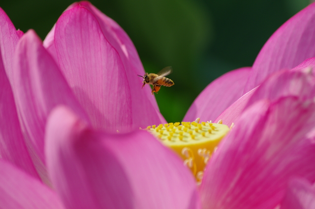 朝のハスの花に_d0186245_5413177.jpg