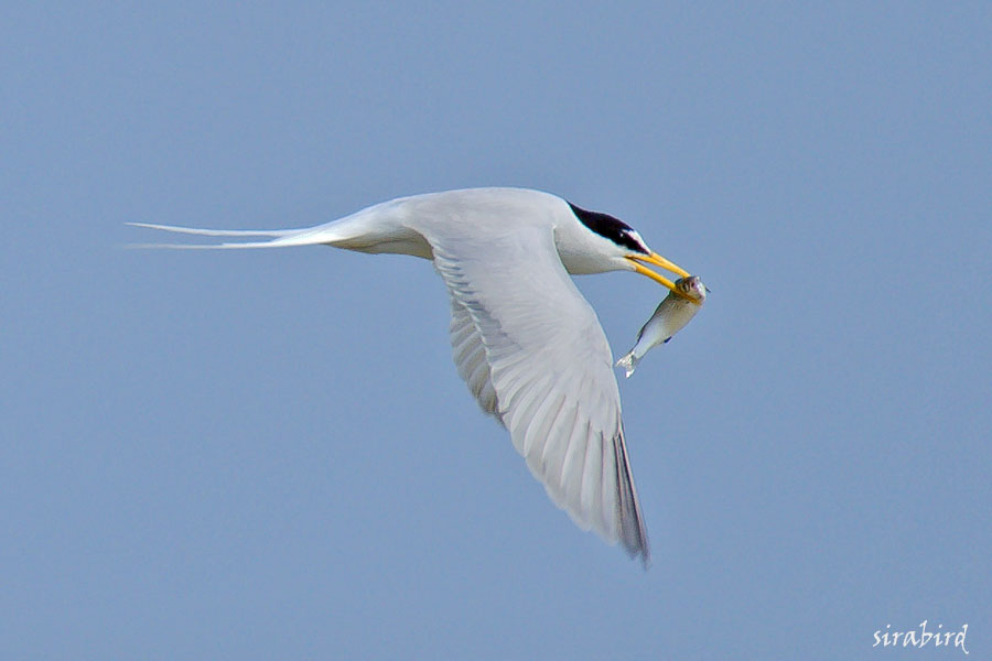 コアジサシ（夏鳥　小鯵刺、全長約26㎝）_d0238245_11261316.jpg