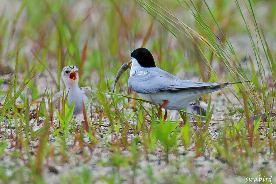 コアジサシ（夏鳥　小鯵刺、全長約26㎝）_d0238245_11345788.jpg