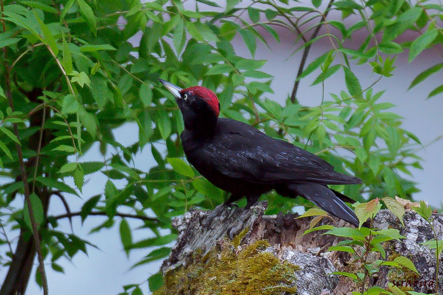 クマゲラ（留鳥　熊啄木鳥、全長約46㎝）_d0238245_1492146.jpg