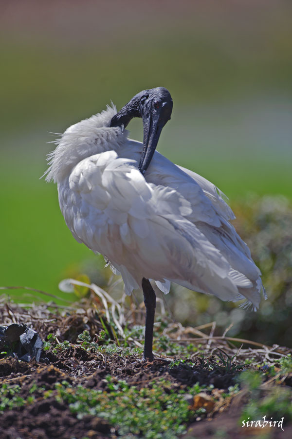 クロトキ（迷鳥　黒朱鷺、全長約68㎝）_d0238245_2110041.jpg