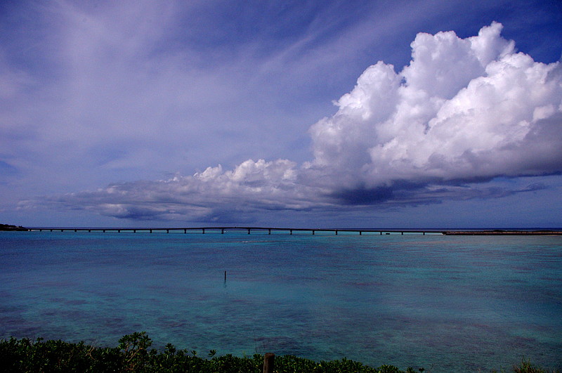 ２０１１．７．５　沖縄・宮古島　アオタテハモドキ　　　　２０１１．７．１３（記）_a0181059_13264862.jpg