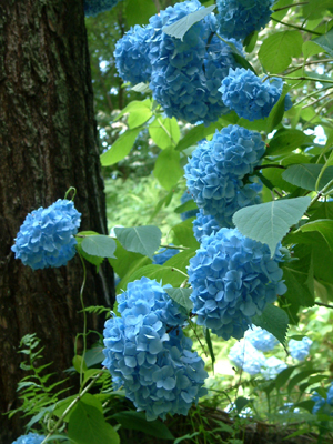 c0050264_1857426.jpg