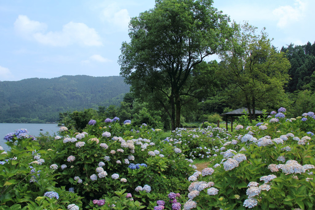 余呉湖の紫陽花 風を友にして 余呉湖の紫陽花 風を友にして
