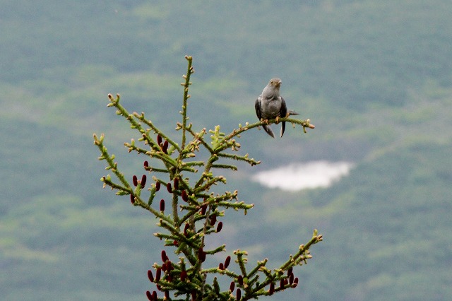f0000866_7204632.jpg