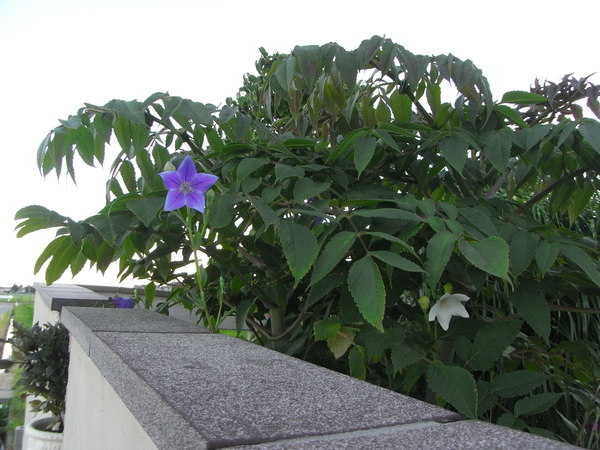 b0194267_20515779.jpg