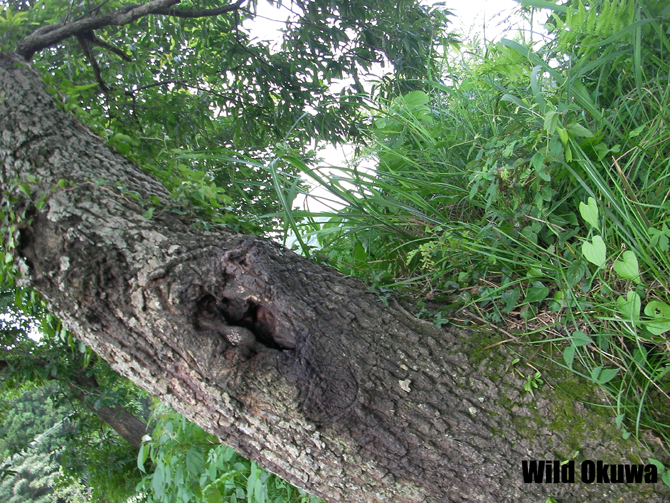 Wild Okuwa 様から 宮崎県 超大型70mmupヒラタ採集報告 くわがた散歩道