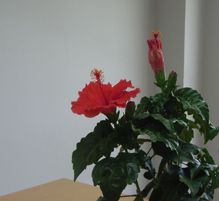 アトリエ蒼通信210 2011年7月14日(木 ) _b0129807_2257290.jpg