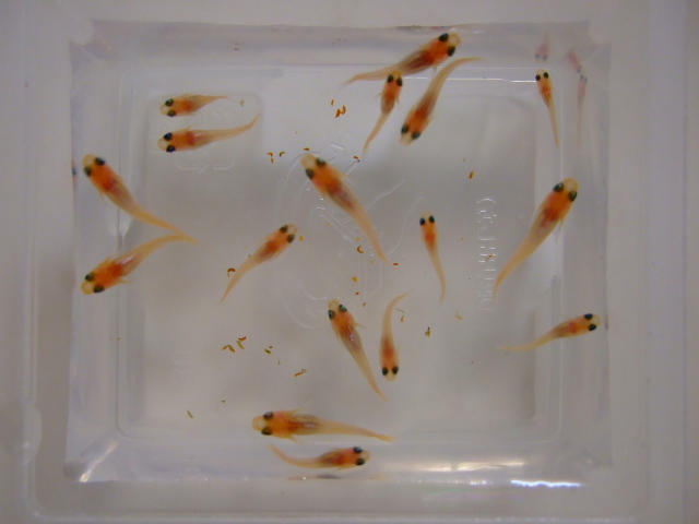 紅メダカの稚魚状況 めだか フォトダイアリー 紅メダカの稚魚状況 めだか フォトダイアリー