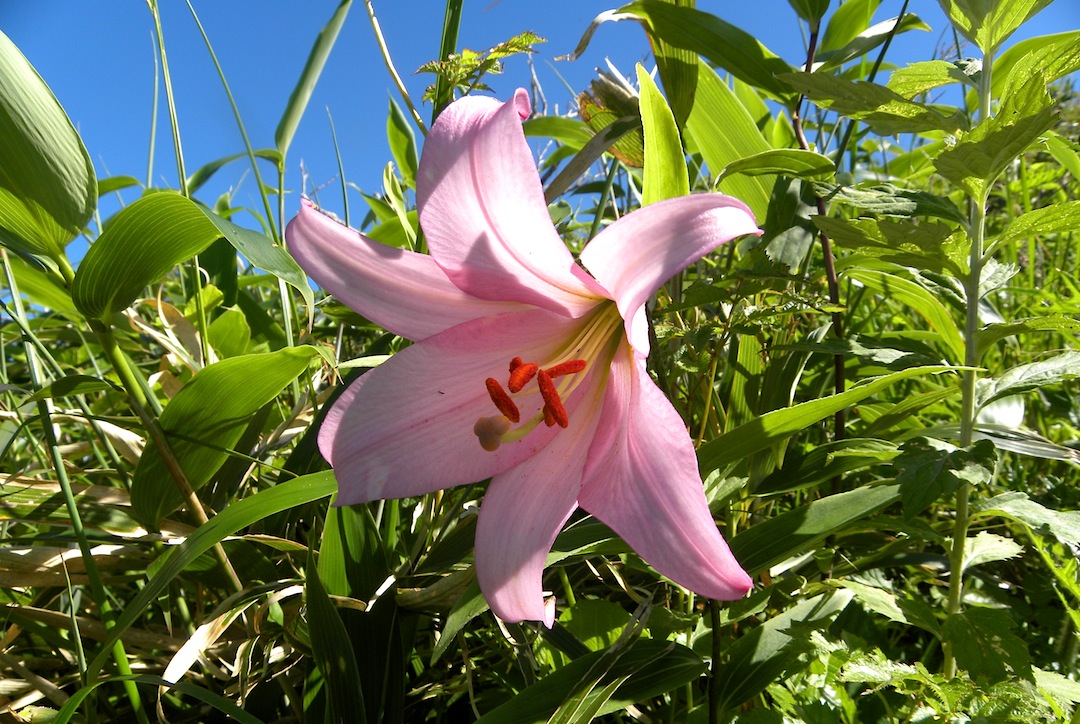 c0078410_8462465.jpg