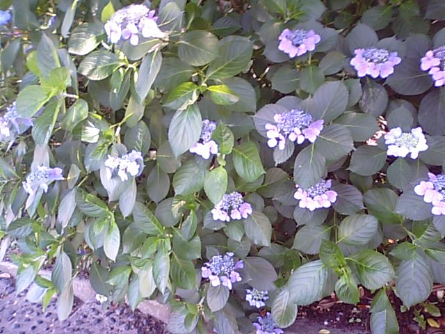 b0133713_13303684.jpg
