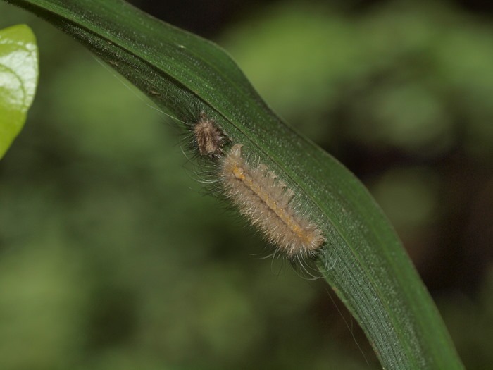 何の幼虫?_c0116915_074150.jpg