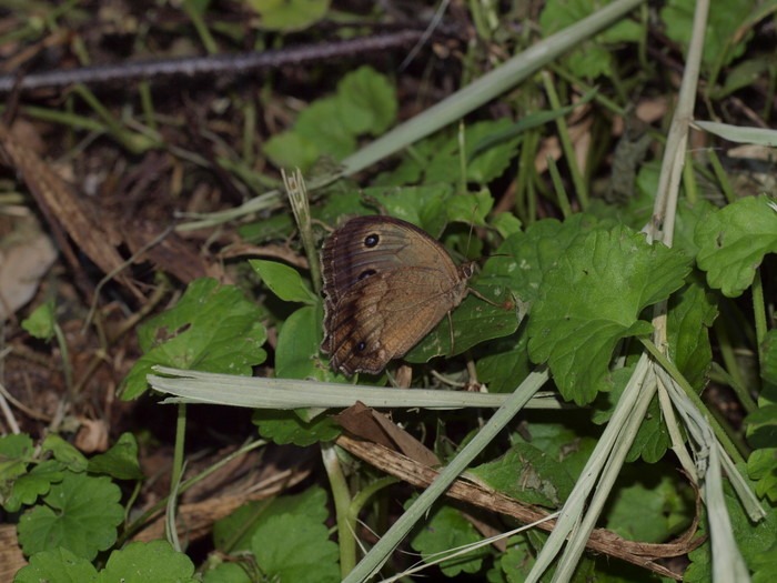 ジャノメチョウ_c0116915_2352428.jpg