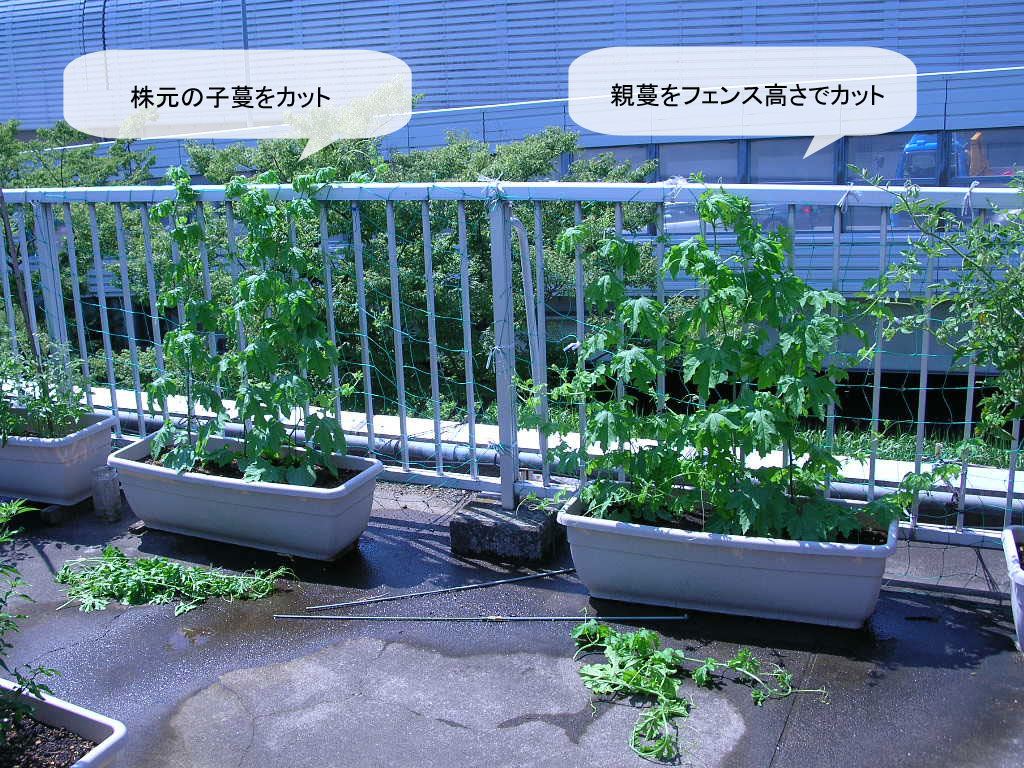 緑のカーテン 11 育成104日目 屋上ゴーヤ育ち方実験 フジゴの日常 ちょいeco日記 緑のカーテン 11 育成104日目 屋上ゴーヤ育ち方実験 フジゴの日常 ちょいeco日記