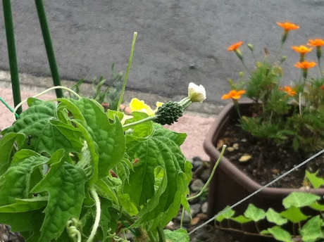 c0190818_16201163.jpg