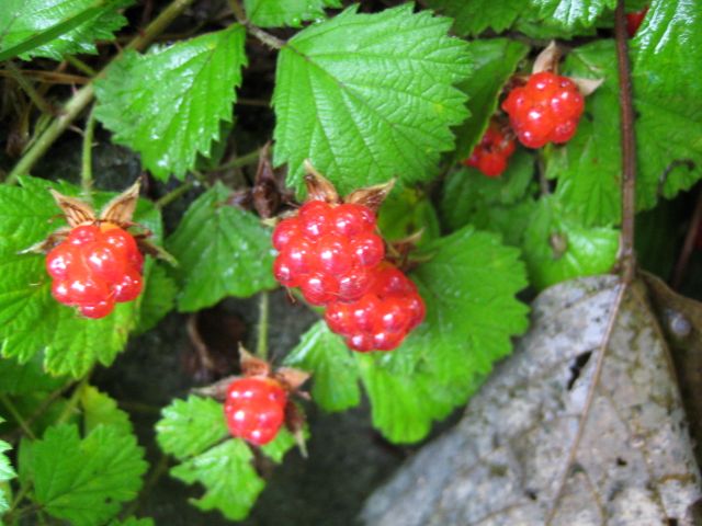 野イチゴ_b0093221_23503318.jpg