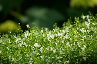 f0170524_8284655.jpg