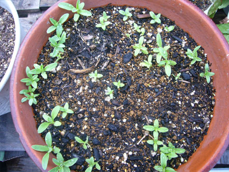 こぼれ種のカスミ草 にわあそび