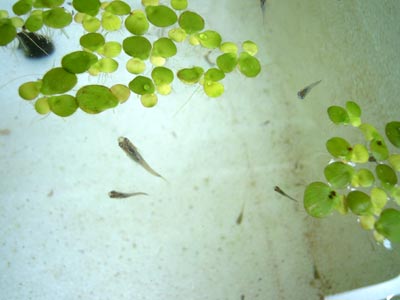 いろんなグリーンウォーター 花めだか だって おばちゃんだもん