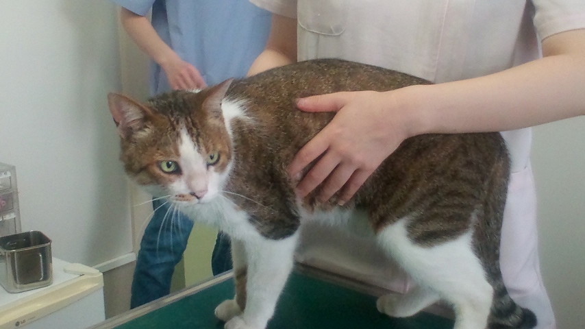 猫伝染性腹膜炎 Feline Infections Peritonitis Complex Cat