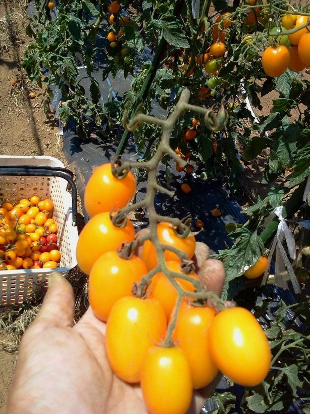 トマト収穫真っ盛り・・３種・・_c0222448_15301782.jpg