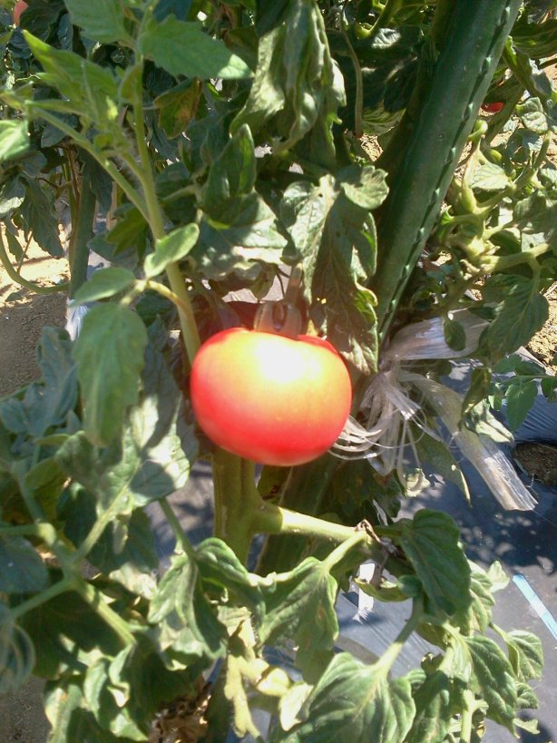 トマト収穫真っ盛り・・３種・・_c0222448_15304077.jpg