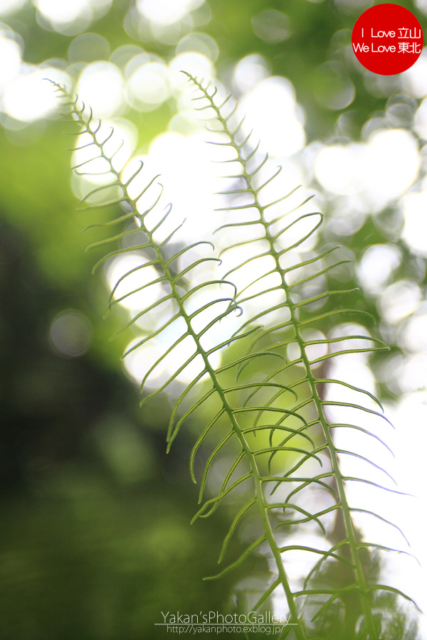 b0157849_13212554.jpg
