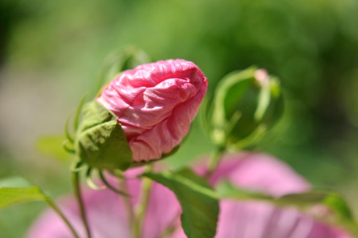 アメリカ芙蓉の蕾　2011.7.14_b0084353_23231966.jpg