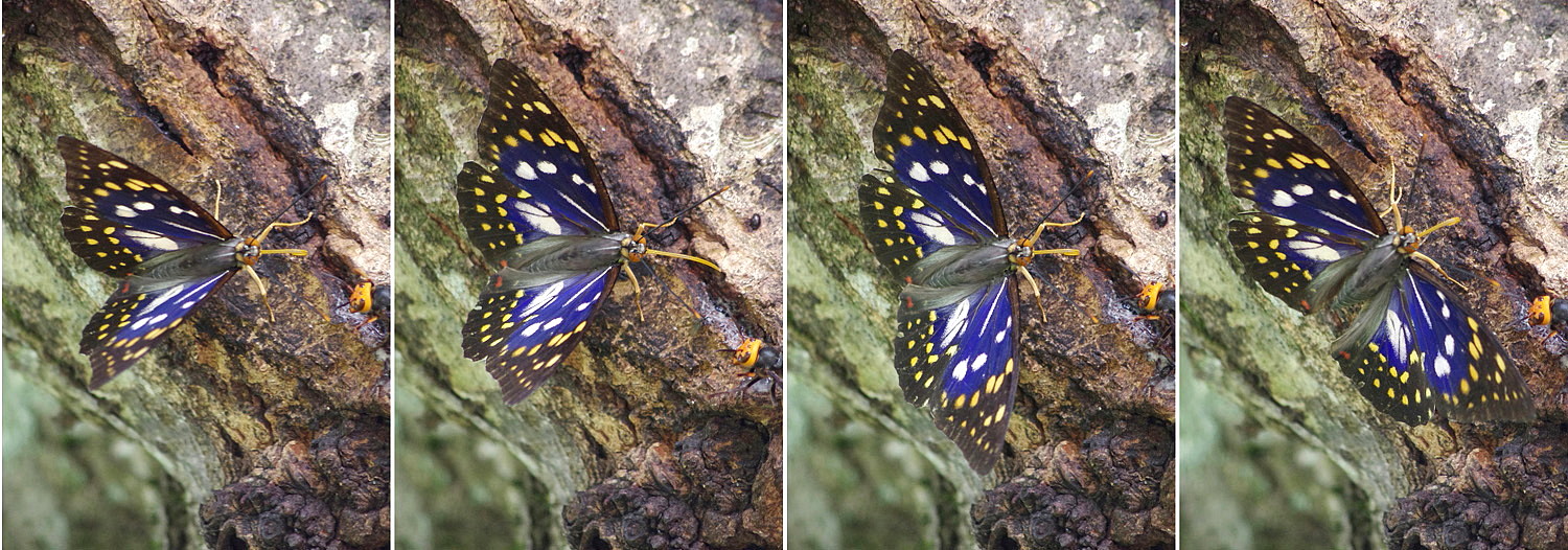 2011．7．8 東京都・高尾山 オオムラサキ 2011．7