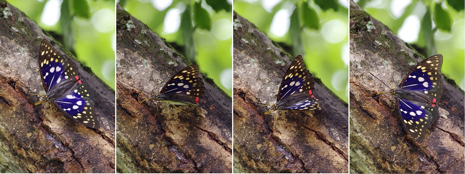 オオムラサキ蝶写真パネル 国蝶《オオムラサキ》が何度も飛来しました 成虫になって約半月
