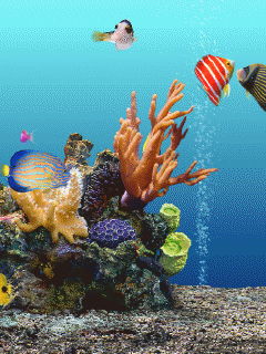 a0063364_22565897.gif