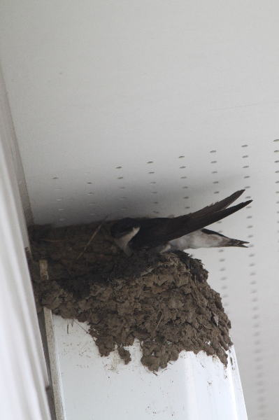 BABY BIRDS_f0126965_20491072.jpg