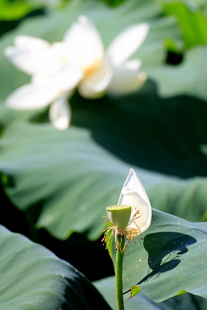 ハス（蓮根）の花・見ごろ_a0148866_22432116.jpg